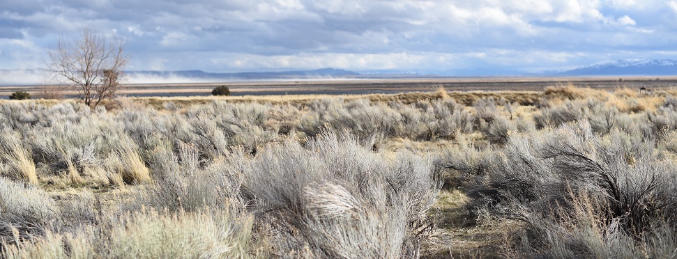 Sagebrush landscape