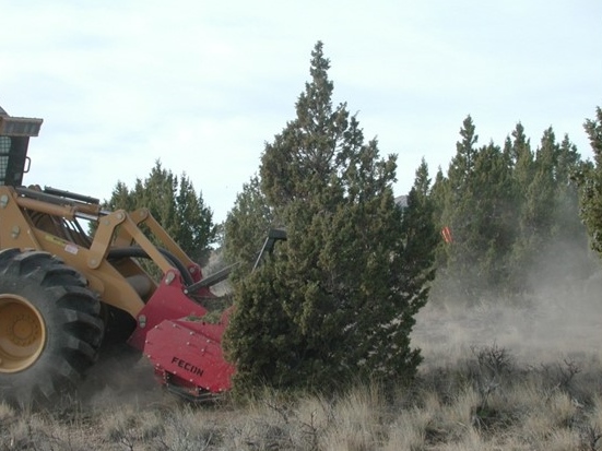 Photograph of pinon juniper removal