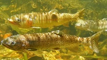 Photo of Lahontan trout swimming over rocks