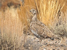 Photo of a sage-grouse