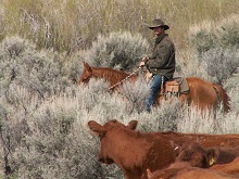 photo of rancher riding a horse through sagebrush
