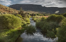 Photo of spring with lush vegetation