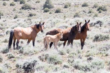 Photo of feral horses grazing in a sagebrush landscape
