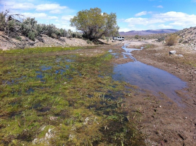 Photo of wetland.