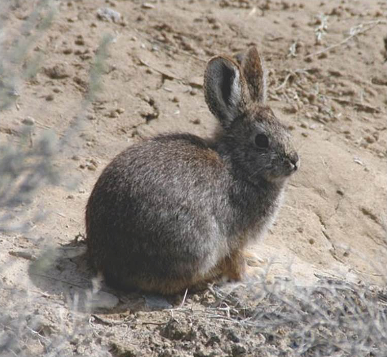 Photo of pygmy rabbit