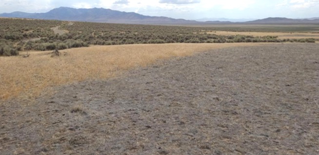 Photograph of cheatgrass die-off