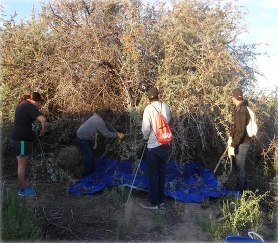 Photograph of tribal youth picking and cleaning buck berries