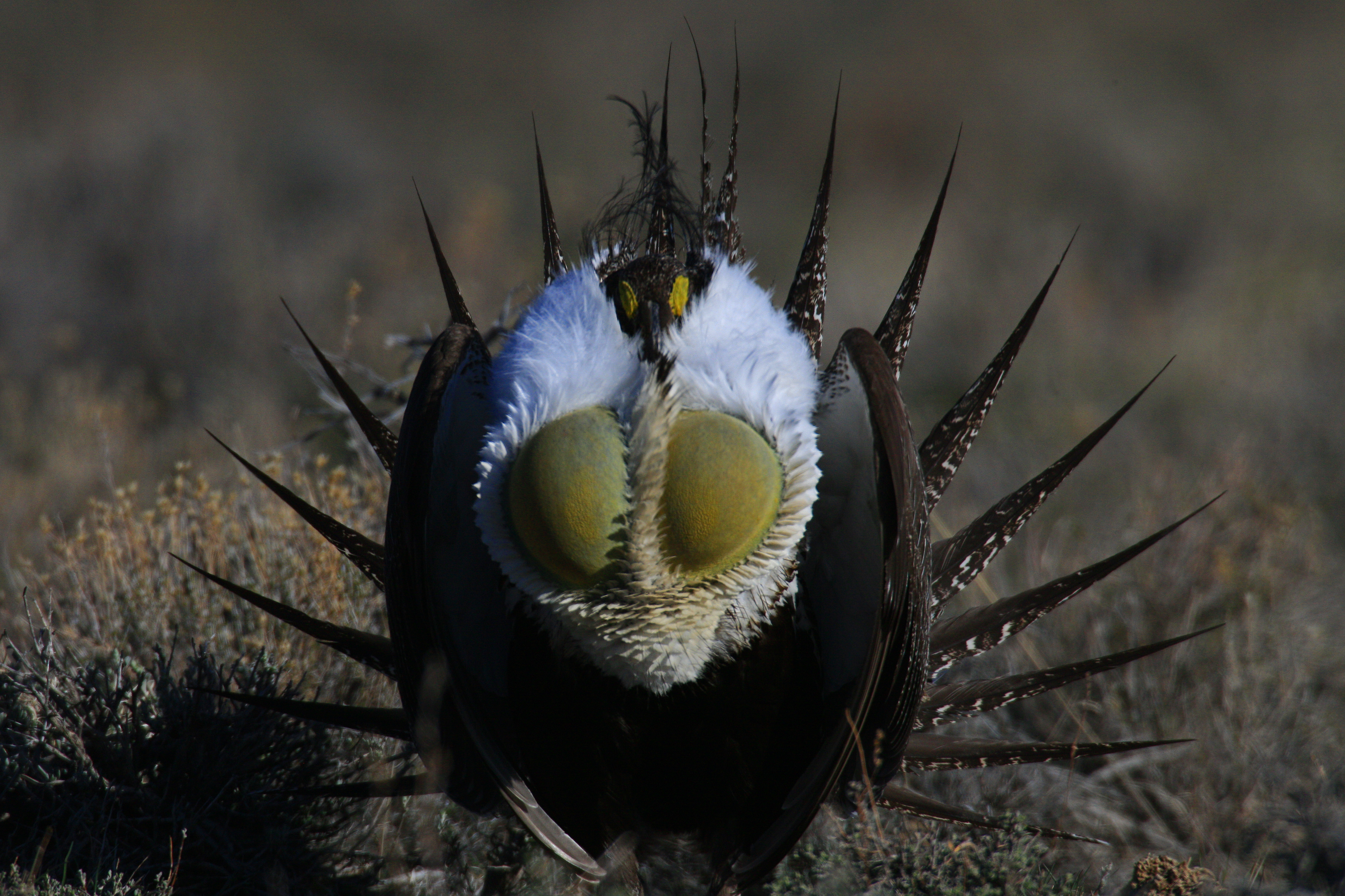 Photo of sage grouse