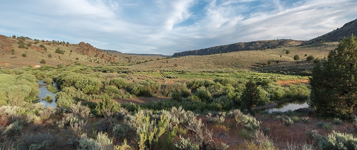 Photo of sagebrush and other herbaceous cover in a Great Basin landscape
